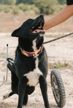 Photo of rescued dog